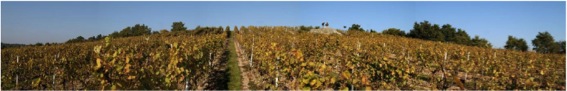 Les vignes du Domaine FL Anjou “Les Bergères” blanc 2010