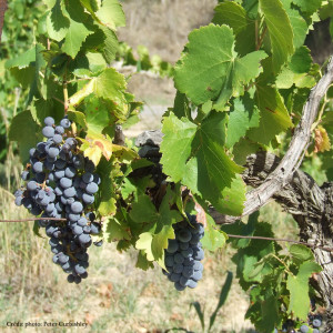 Vignes_Costières-de-Nîmes