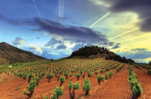 Vignes-rioja-vins espagnols