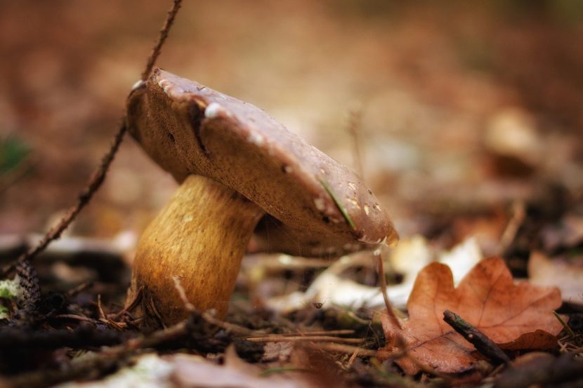 champignons