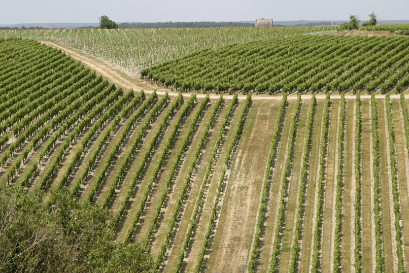 vignoble-touraine-vin-incroyable-découverte