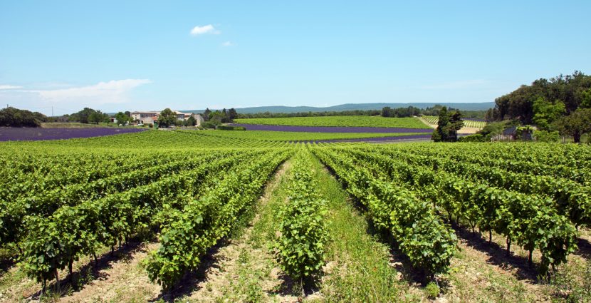 Vineyard in South of France