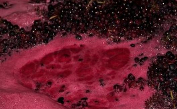 vinification du vin rouge