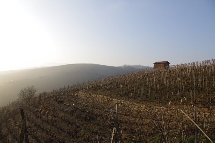 Vignes en hiver