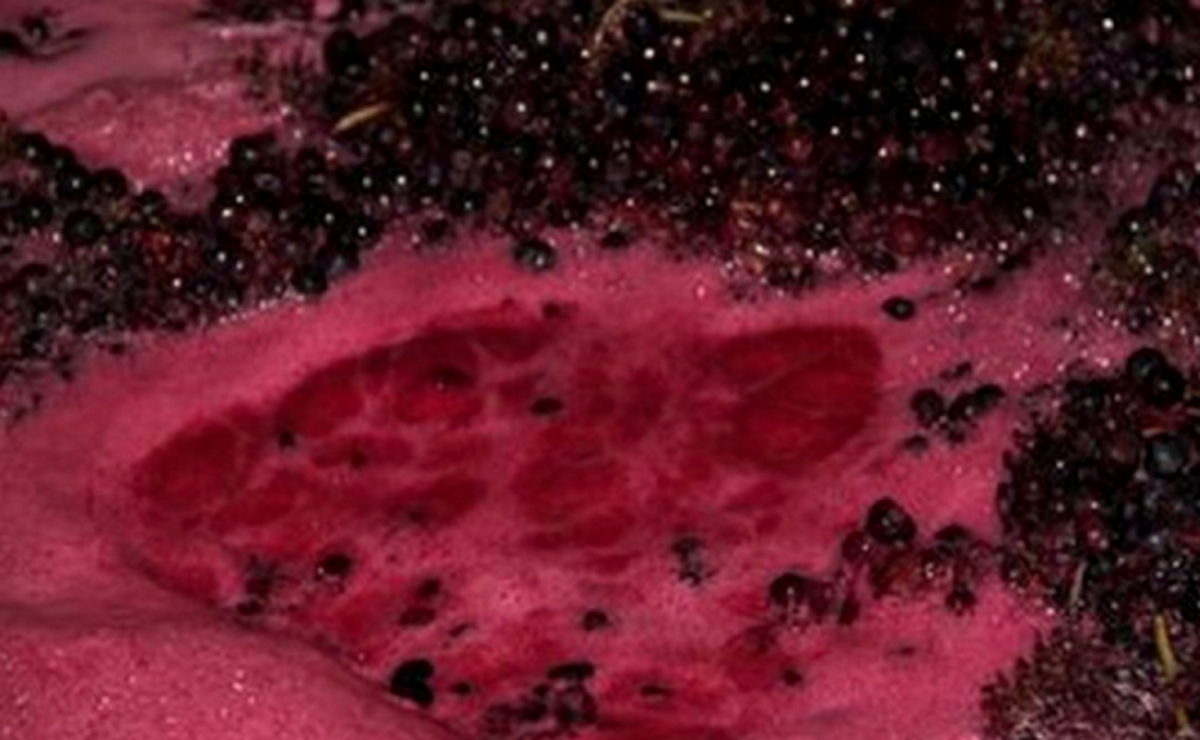 La fermentation alcoolique du vin rouge