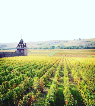 Le vignoble du Beaujolais