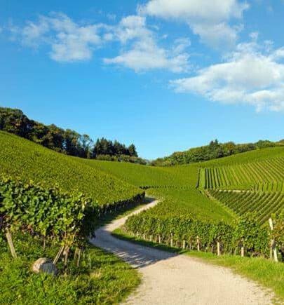 Œnotourisme, Œnologie, trois fois vin, tourisme, vignoble, vinotrip