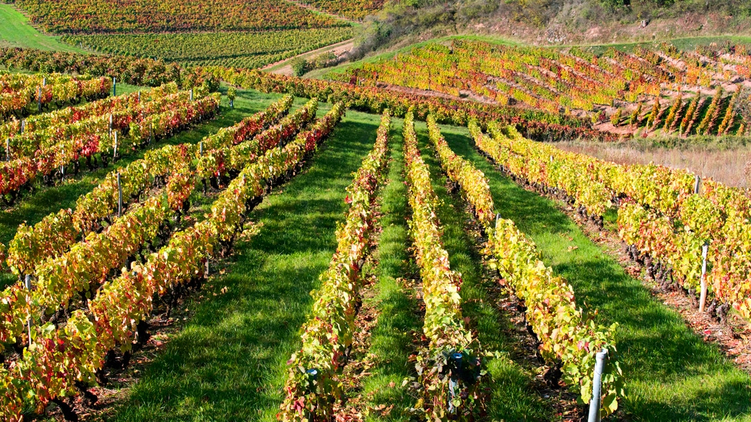 Découvrez le vin Beaujolais Nouveau.