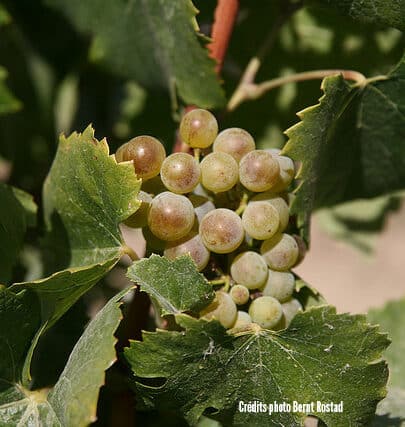 Moulin à Vent Vieilles Vignes 2014 Arnaud Aucoeur Le Colombier