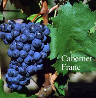 cépage cabernet franc