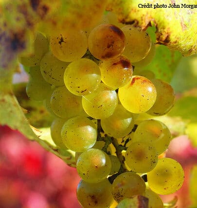 chardonnay cépage