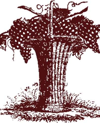 grappes de raisin - viognier