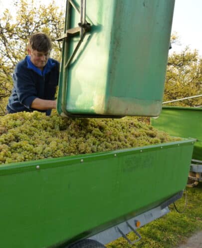 vigneron