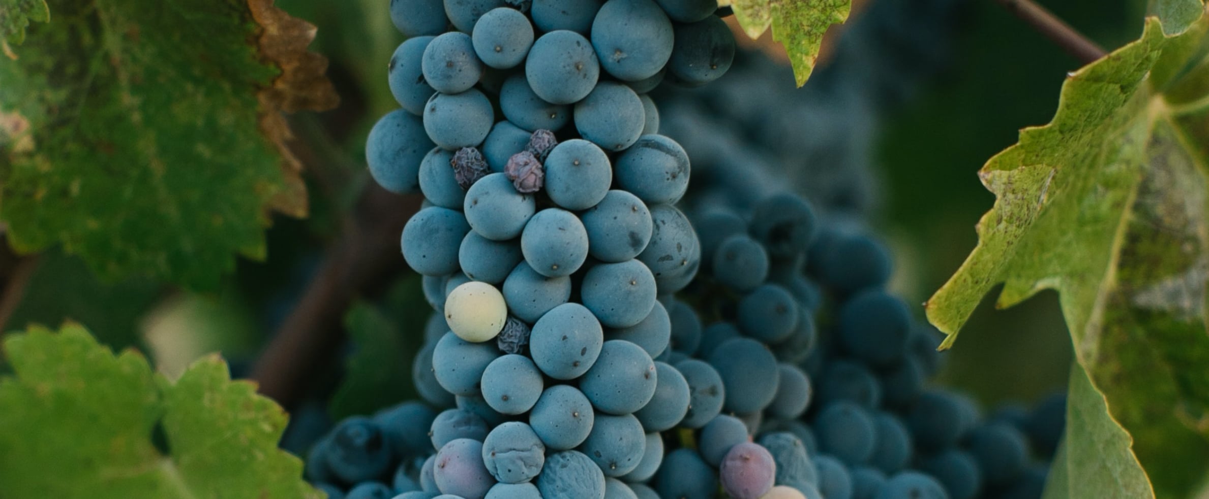 raisin et vins exceptionnels