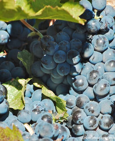 syrah cépage