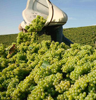 vendanges_foire-vin