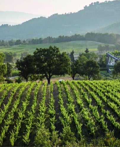 vignes