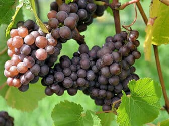 vignes viticulture biodynamique