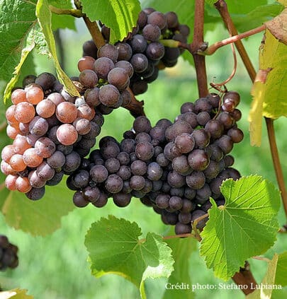 vignes viticulture biodynamique