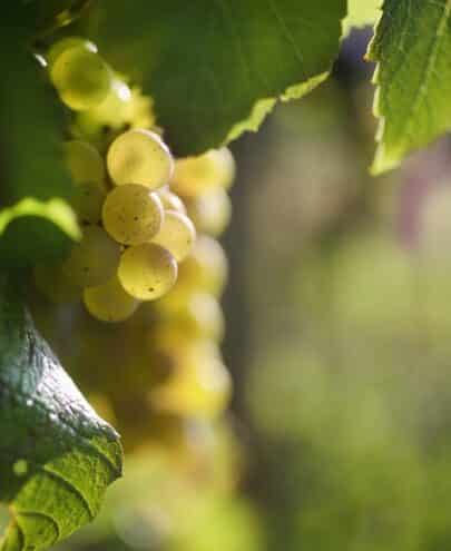 chardonnay