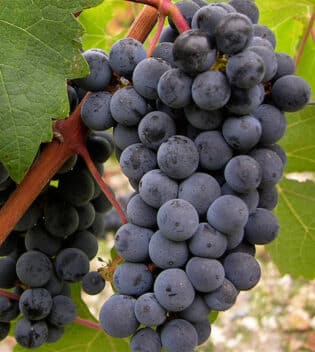 cabernet-sauvignon.jpg