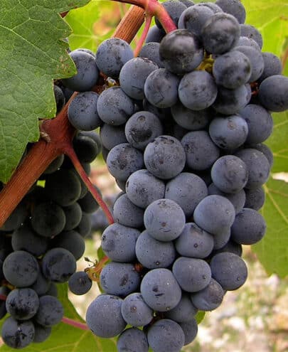 cabernet-sauvignon.jpg