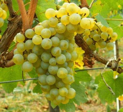 cepage-muscat