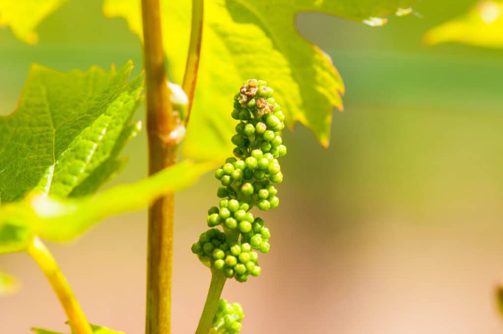 vin bio biodynamie