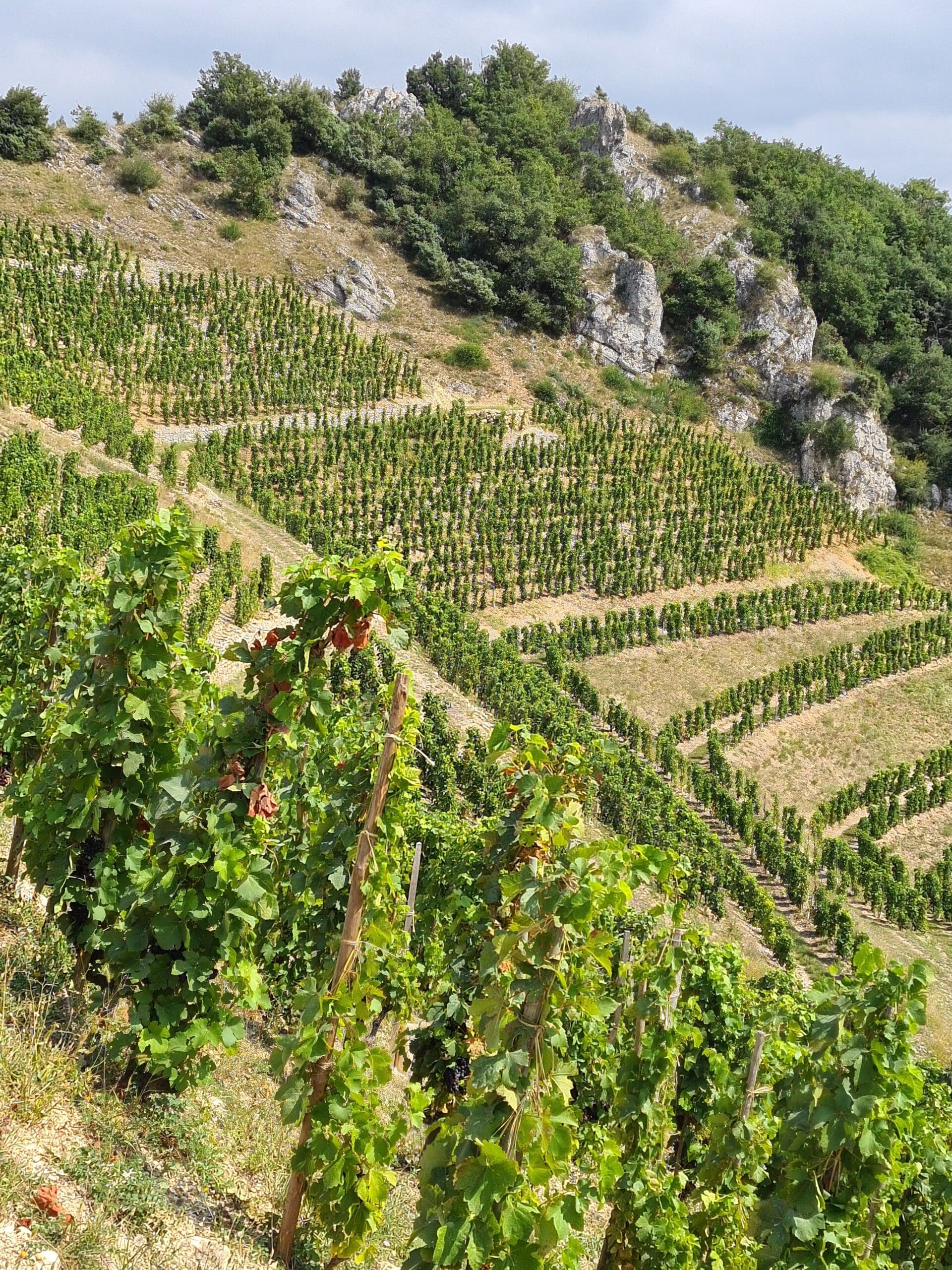 Des vins remarquables sur l'appellation SaintJoseph Trois Fois Vin
