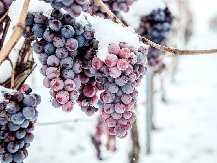 vins de glace 