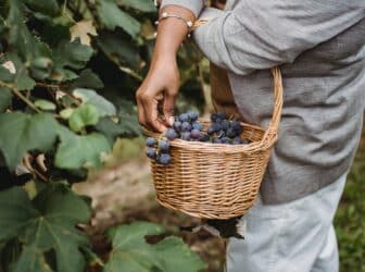 Ces trois idées reçues sur les bienfaits insoupçonnés du vin rouge