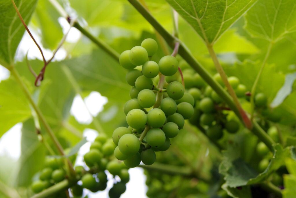 vendanges vertes