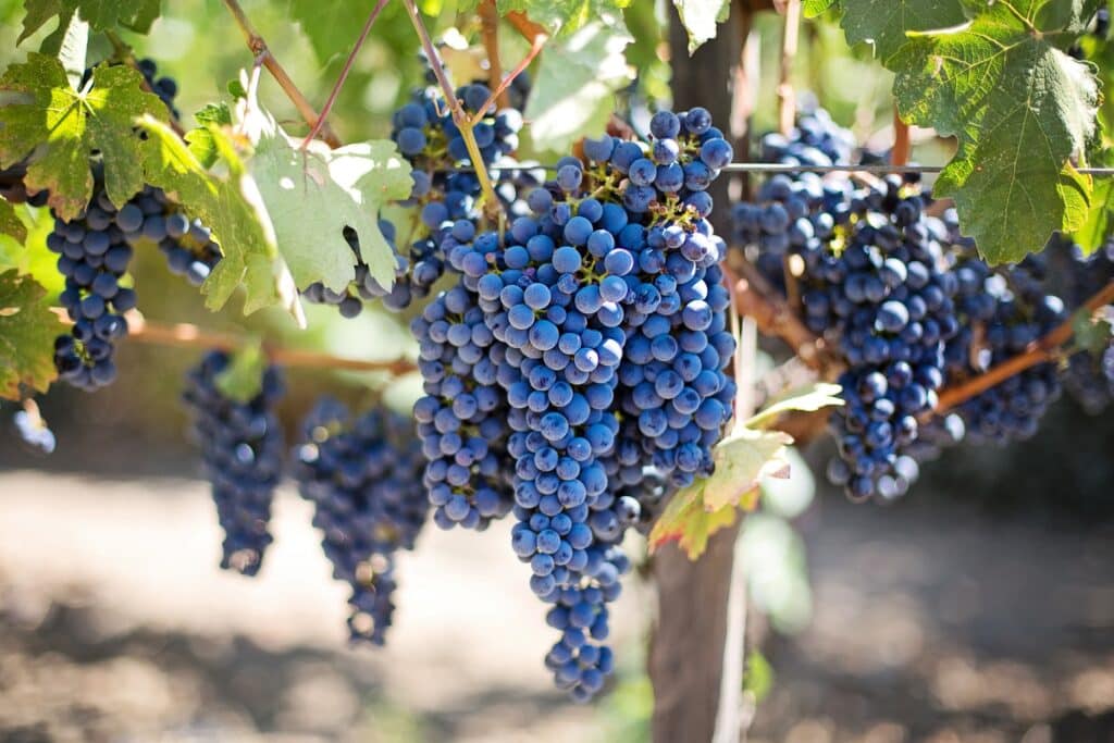 De quoi a besoin la vigne pour vivre ?