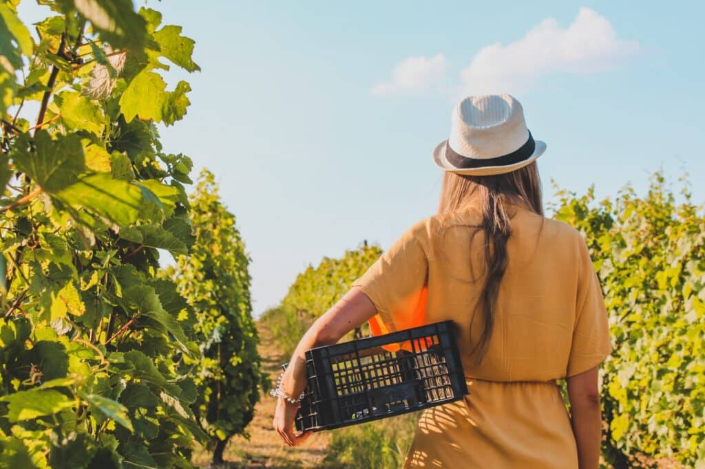 vendanges