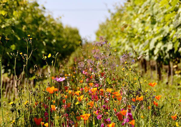 agriculture biologique vin