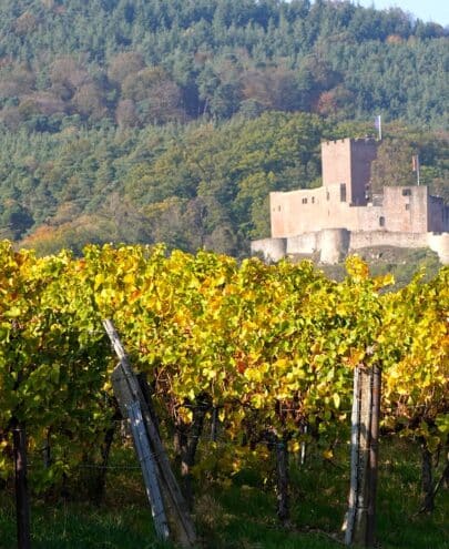 vignoble fête viticole
