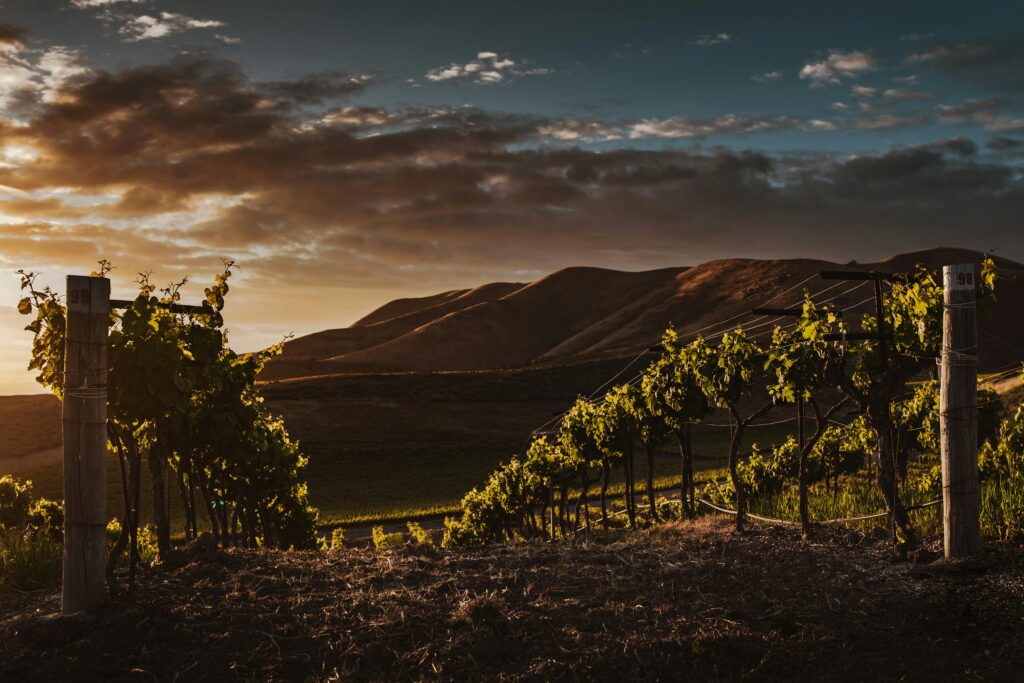 vignes montagnes